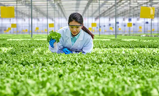 Yeast Peptide Biostimulant for crop yield improvement